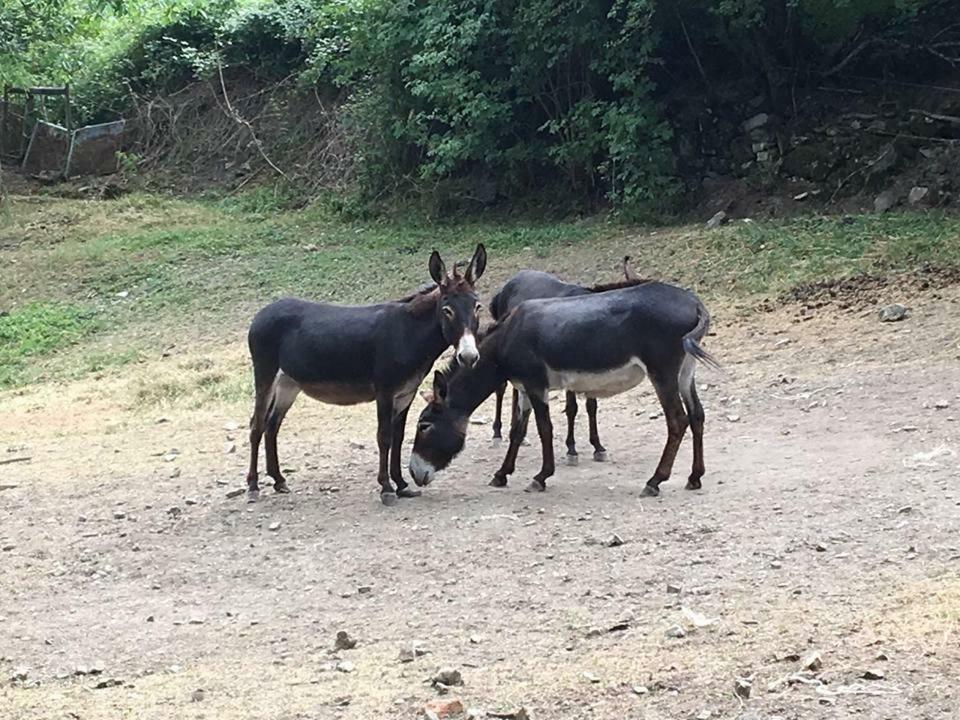Agriturismo Rio Ricco Busana Luaran gambar